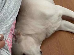 -纳吉亚猫专科动物医院博雅分院