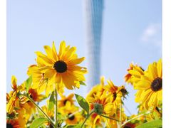 景点-海心沙亚运公园
