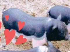 -前小桔亲子创意农场·草莓采摘·露营烧烤