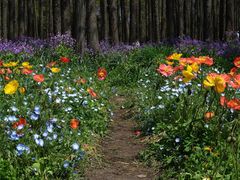 -上海共青森林公园