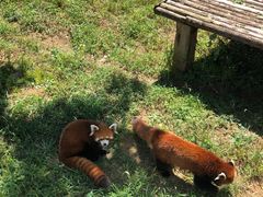 -石家庄市动物园