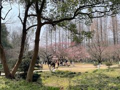 -杭州植物园