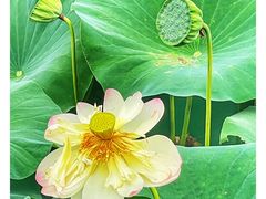 -荷塘月色湿地公园·向阳花洲