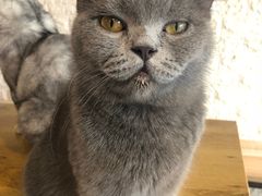 -平行世界·猫咖(首经贸店)