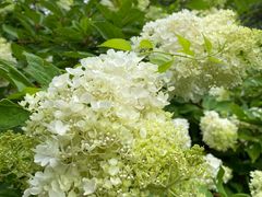 -黑龙江省森林植物园