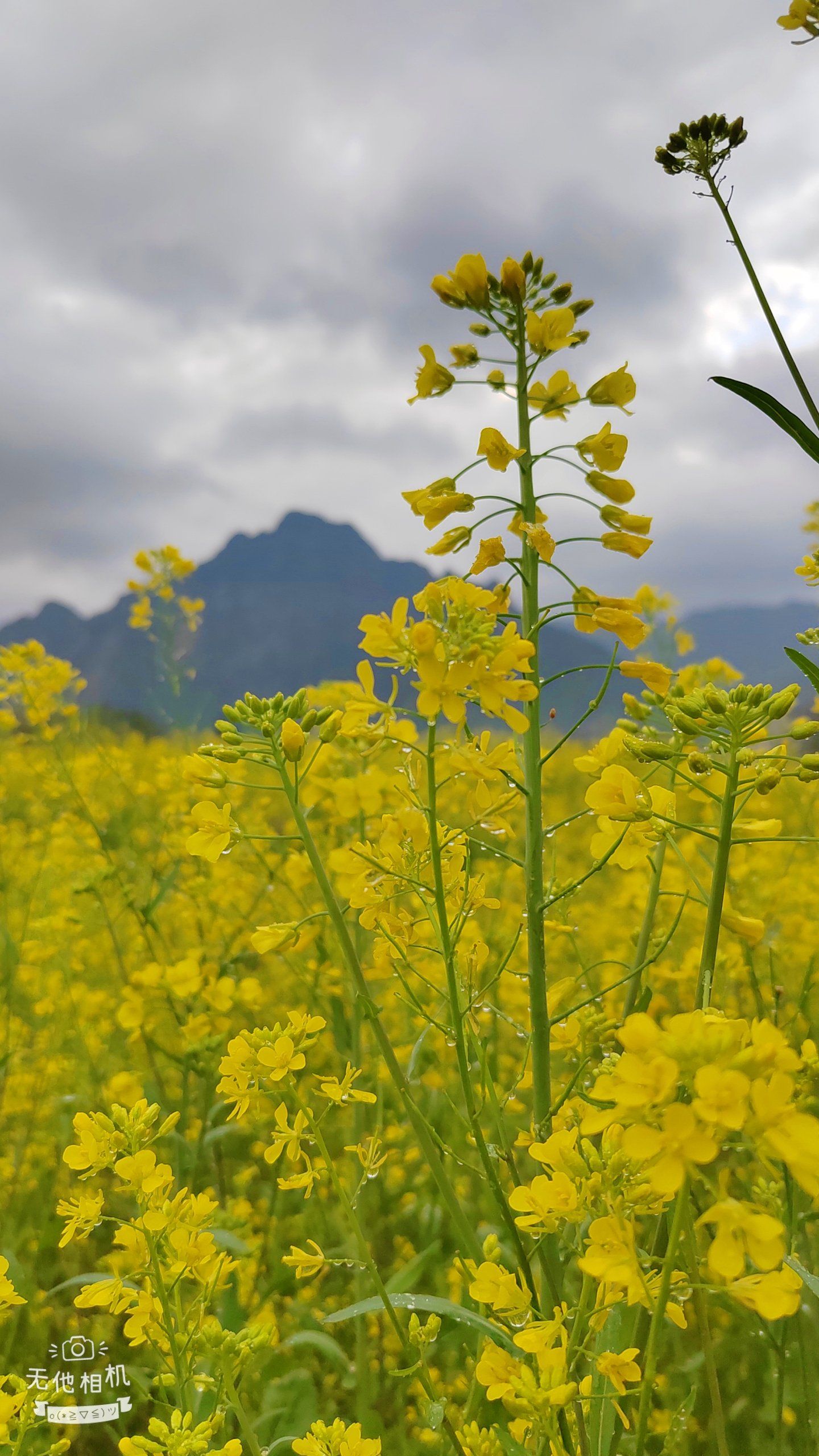 绩溪家朋梅干岭油菜花