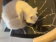 -平行世界·猫咖(首经贸店)