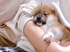 -逗柴咖啡屋·狗咖猫咖宠物桌游