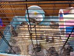 -龟与熊猫宠物公园(南坪店)