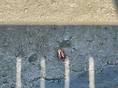 -北海金海湾红树林生态旅游区