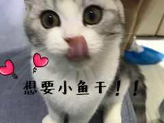-喵的天空名猫咖啡馆·撸猫·猫舍·用品