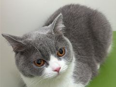 -达爱动物医院·犬猫分区·CT·复杂眼科(远洋山水分院)