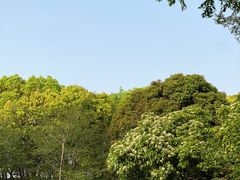 -上海滨江森林公园