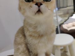 -momokira米努特·德文卷毛猫·棉花面纱犬