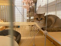 -南京Hallo宠物乐园·哈罗犬舍·柴犬繁育基地