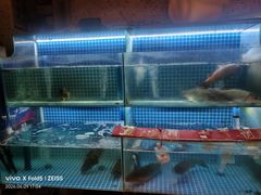 -顺鹅季·非遗烧鹅(六道口店)