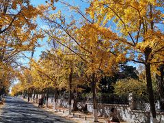 -八大关景区
