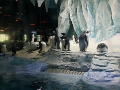 -帝企鹅自助餐厅•儿童岛•真企鹅(长隆企鹅酒店)