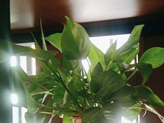 -江小渔鲜鱼火锅(西二道街店)