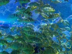 -海合安青岛极地海洋公园