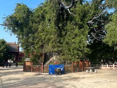 -大槐树寻根祭祖园