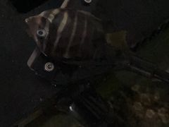 -漫步水族(金源珠宝古玩城店)