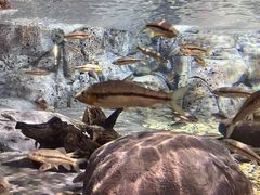 -上海海洋水族馆