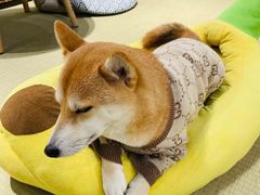 -逗柴咖啡屋·狗咖猫咖宠物桌游