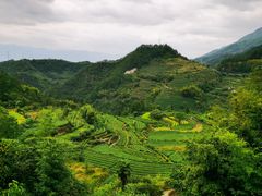 -杨家堂村
