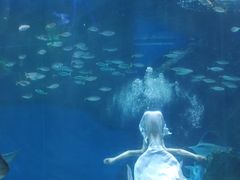 -海合安成都极地海洋公园