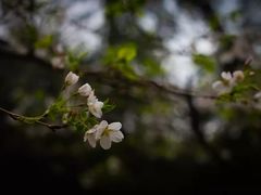 -武汉大学-樱园