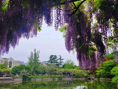-嘉定紫藤园