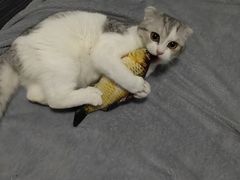 -喵百万·布偶·蓝金金渐层英短·猫舍(百子湾店)