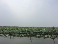 -白洋淀景区