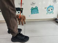 -全心全意连锁动物医院·微创中心·内科急重症·心脏专科(丰管路店)