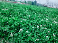 -两河城市森林公园