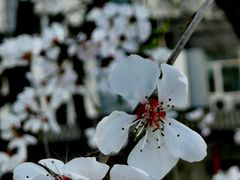 -文瀛公园