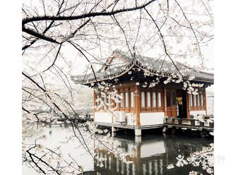 杭州樱花快报｜曲院风荷樱花正当时️