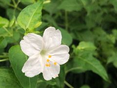 -上海植物园-4号门售票处