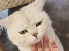 -喵屿·大理花园猫咖