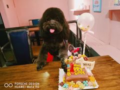 -百好乐宠物友好餐厅(朝外大街店)