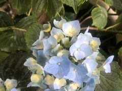 -金科花卉市场