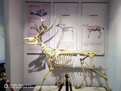 -北京麋鹿生态实验中心