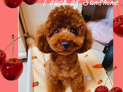 -FAELING PETS美天灵宠物(富力广场店)