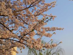 -高东镇樱花园