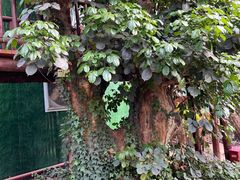 -呀路古热带植物园