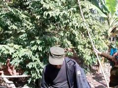 -西双版纳傣族园