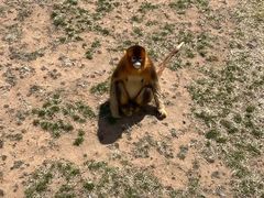 -西霞口神雕山野生动物世界