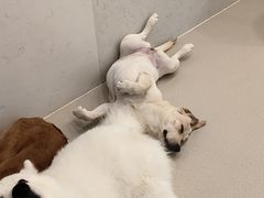 -共舞时光猫咖·狗咖(新街口店)