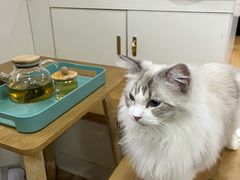 -李小姐の猫咖啡馆(五角场店)